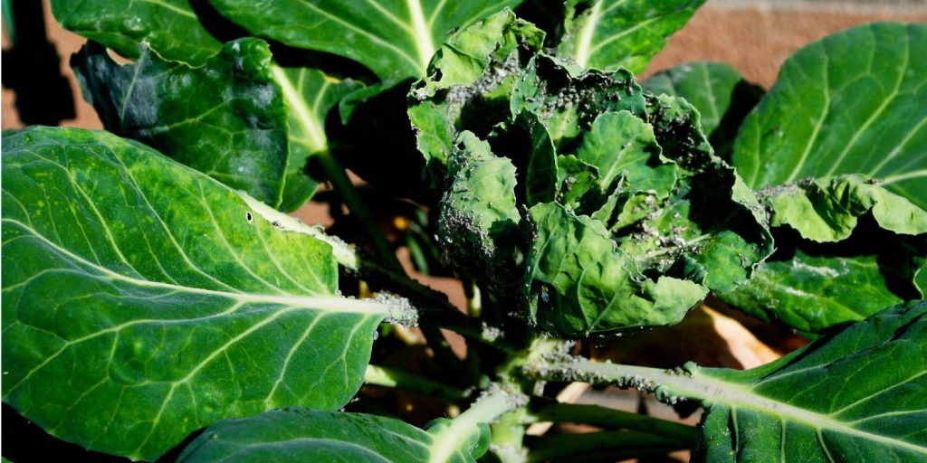 Brassica Aphids (Brevicoryne Brassicae)
